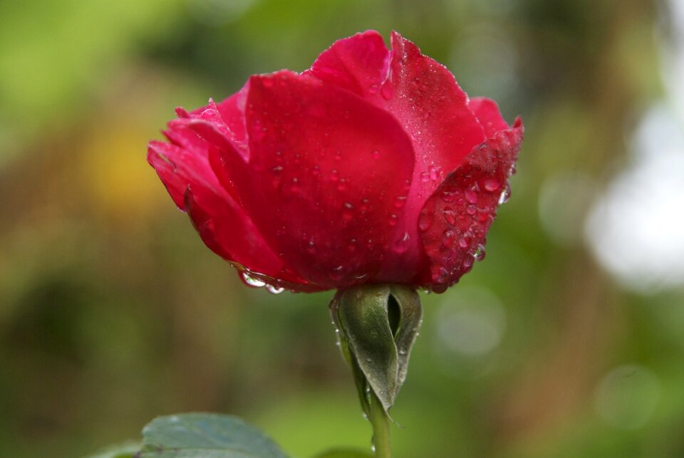 Madagascar flower red