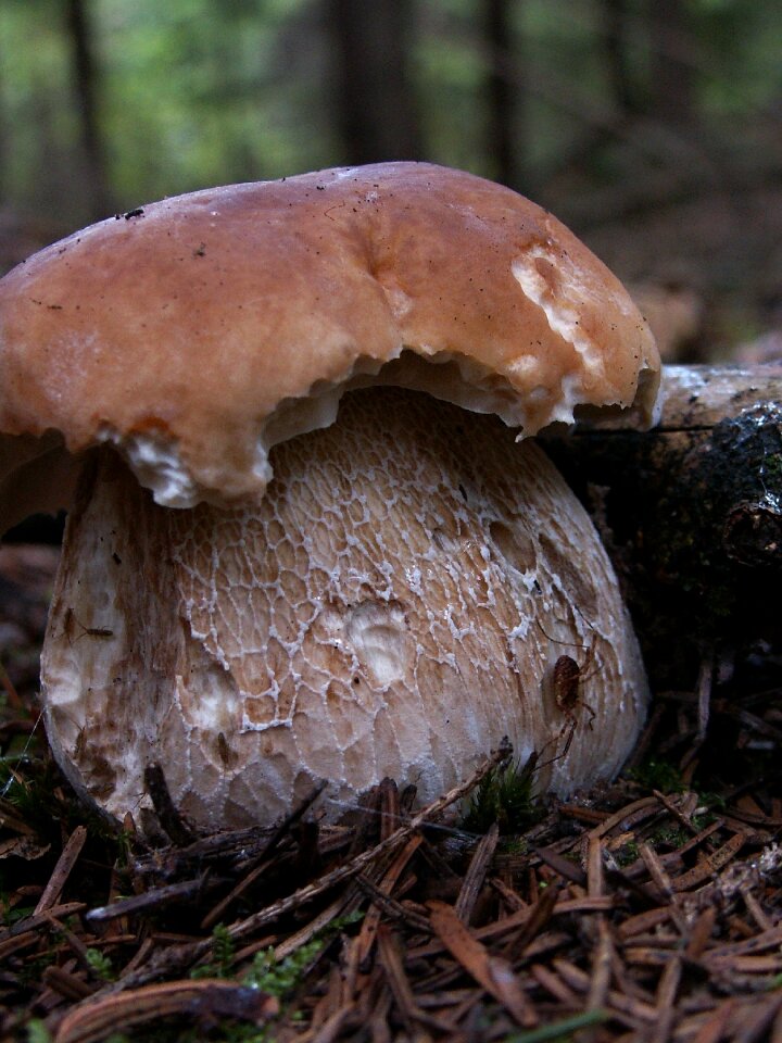 Forest needles mushroom right