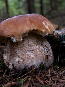 Forest needles mushroom right photo