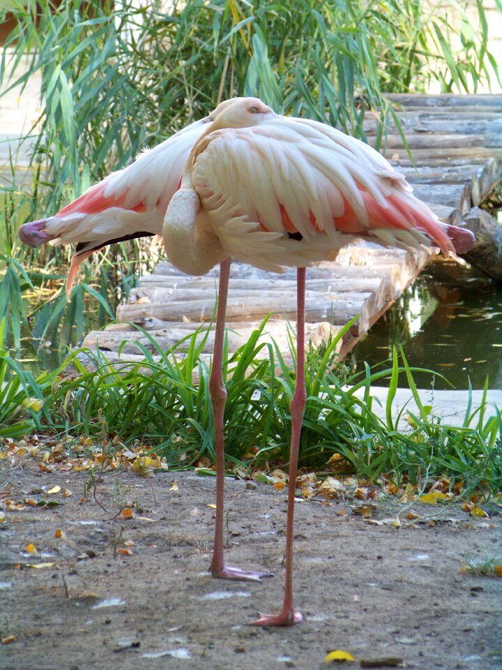 Flamingo pink flamingo bird