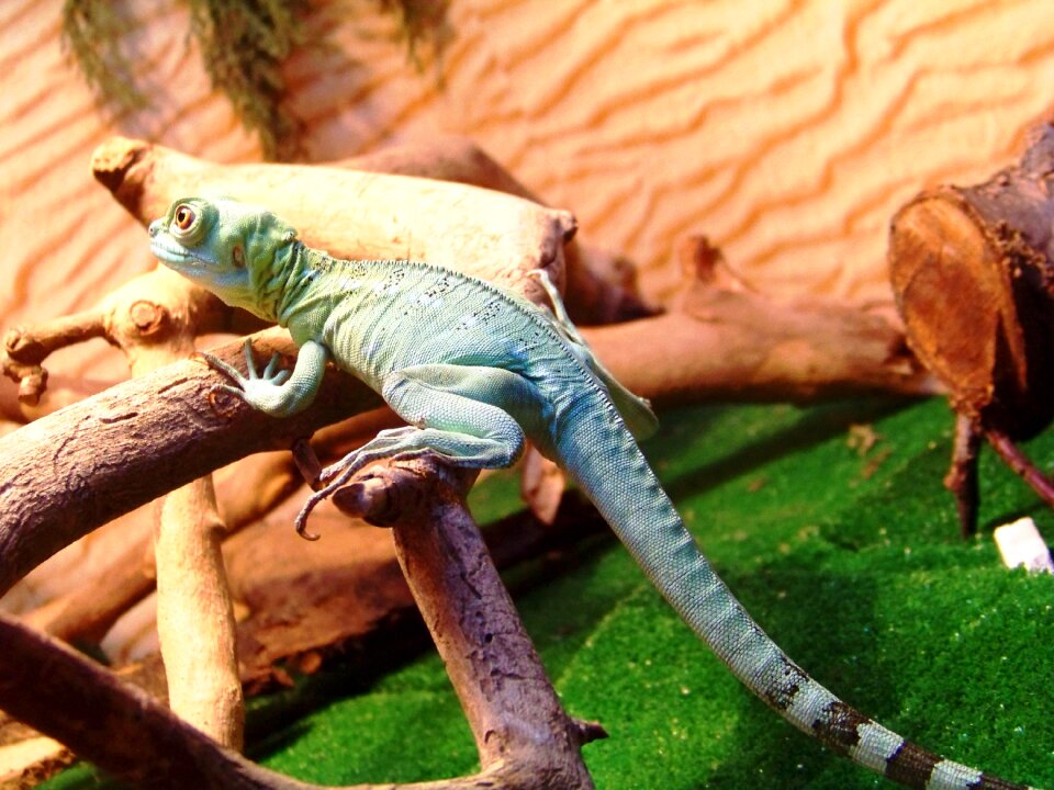 Zoo lizard reptile