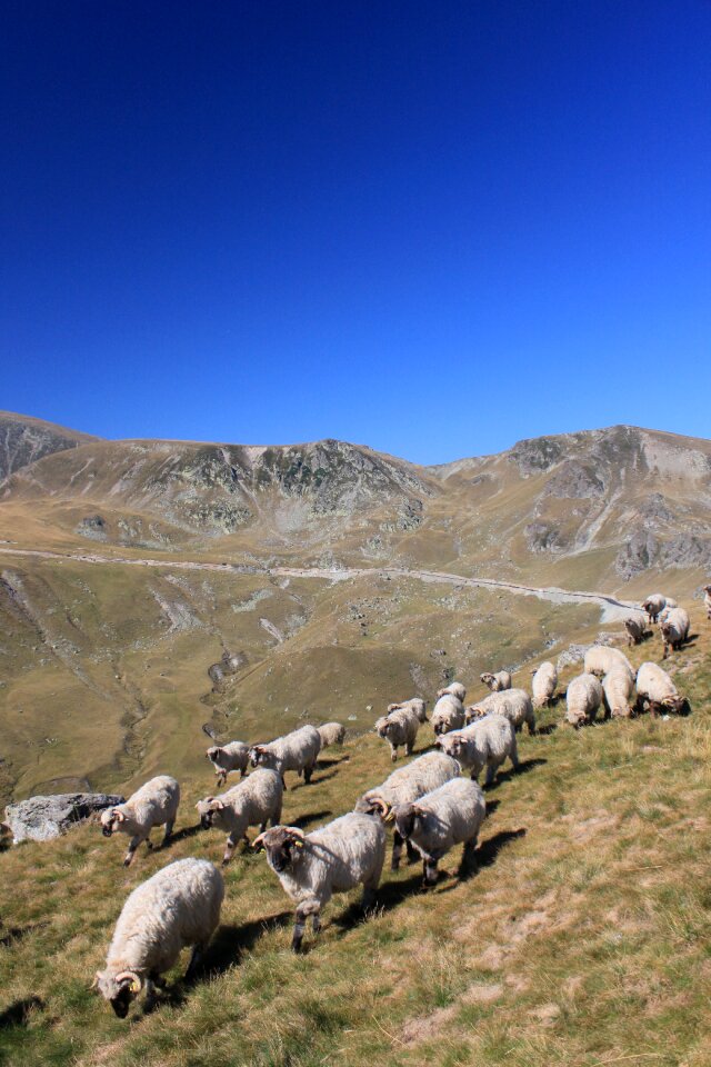 Romania animals roads
