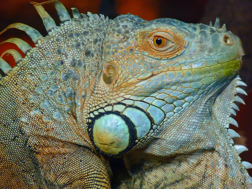 Kaltblut reptile animal