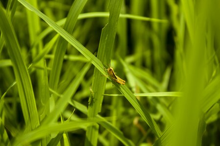 Nature background rice paddies photo