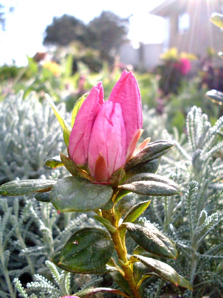 Flowers violet bud