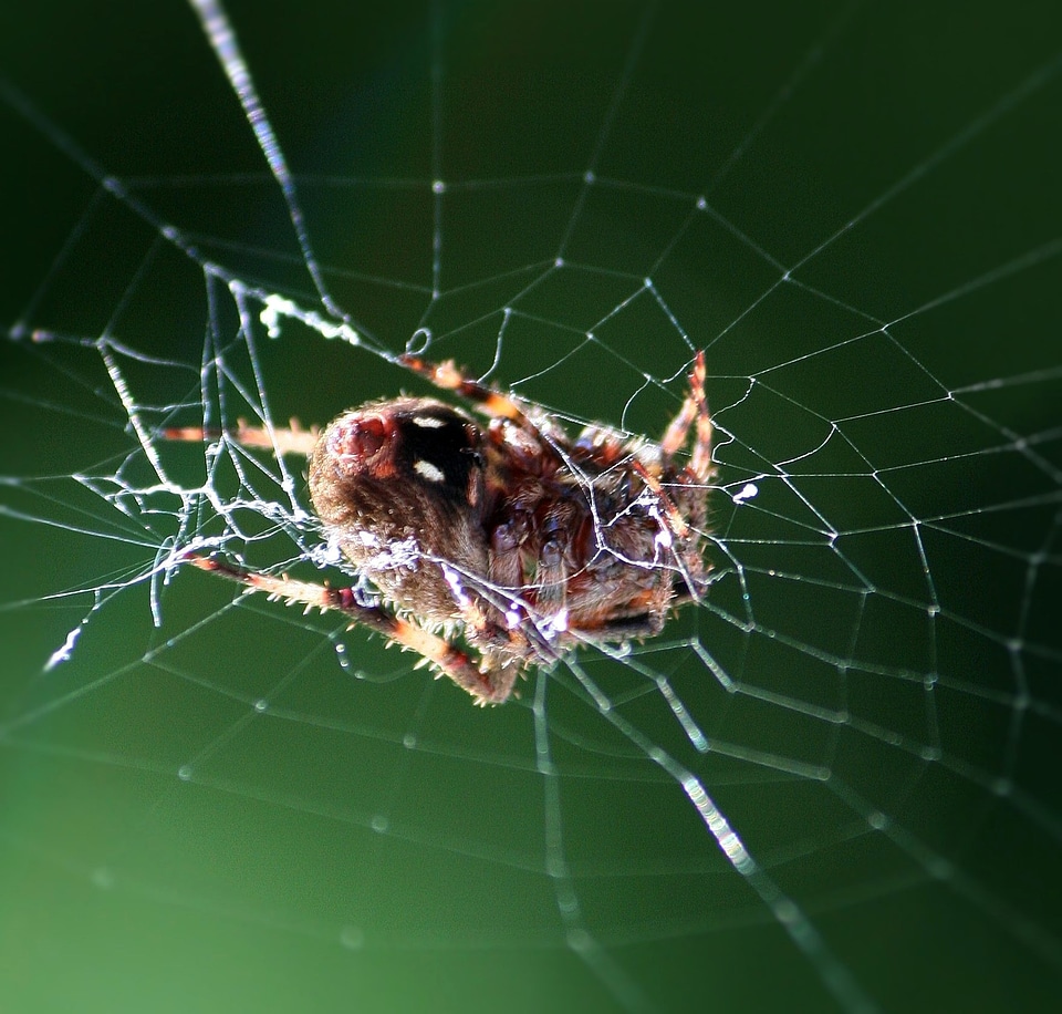 Arachnid resting macro