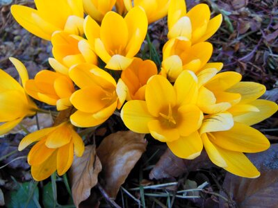 Flowers crocus close-up