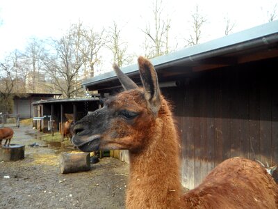 Petting zoo attention face