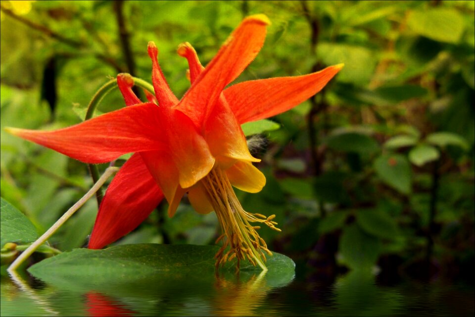 Flower plant nature
