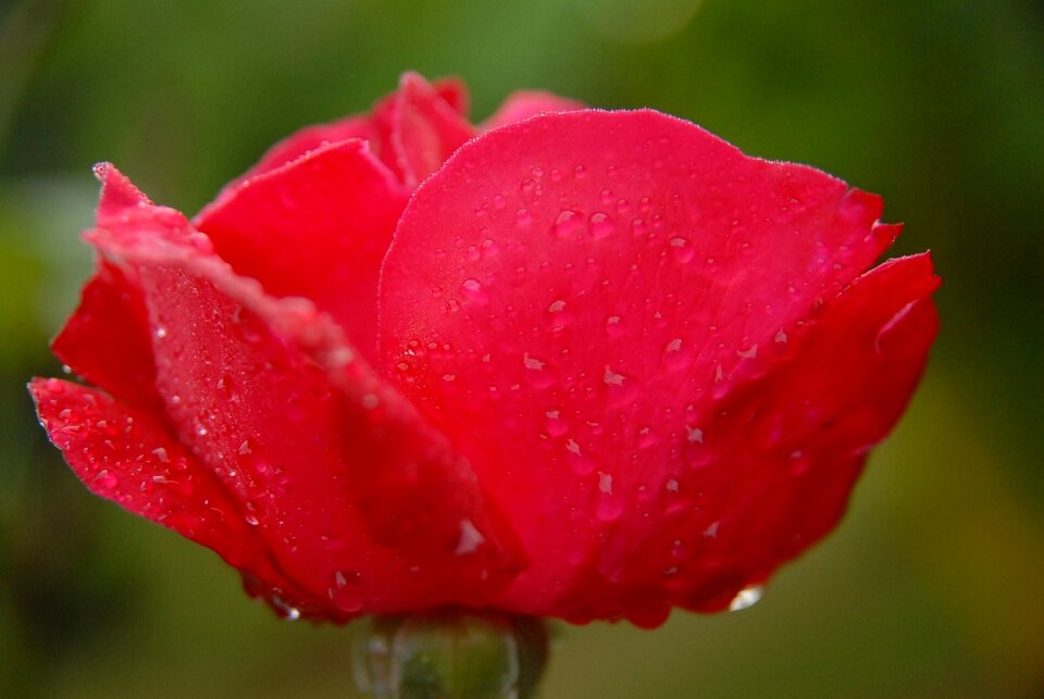 Madagascar flower red