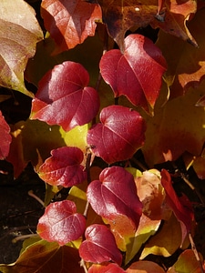 Red autumn leaves photo