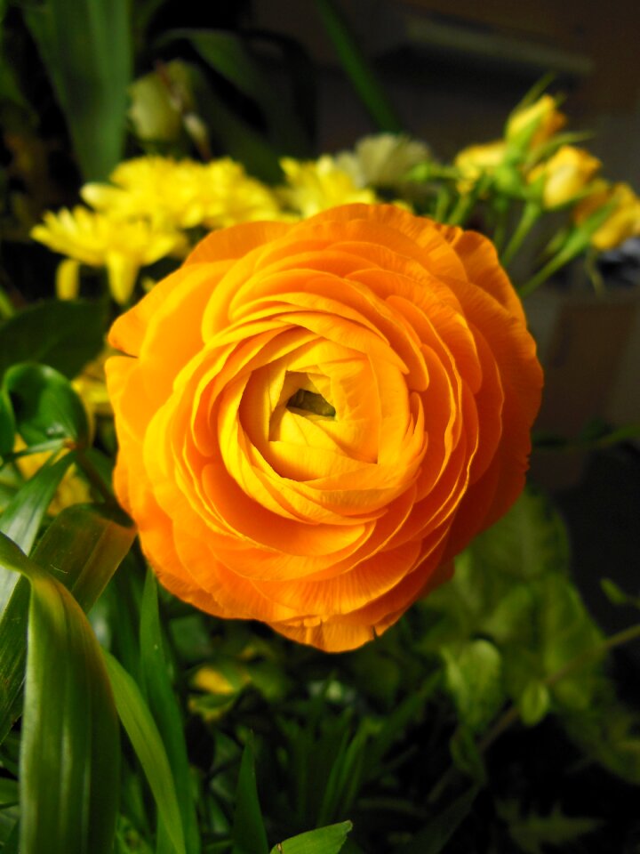 Flower warm color orange