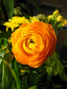 Flower warm color orange photo