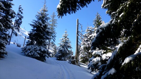 Forest trees sky