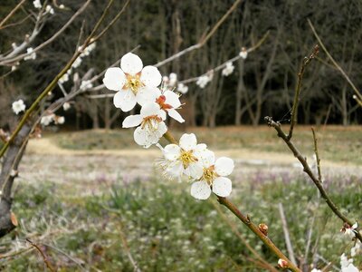 Plum blossoms spring white flowers