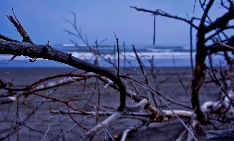 Still life dry tree cloudy