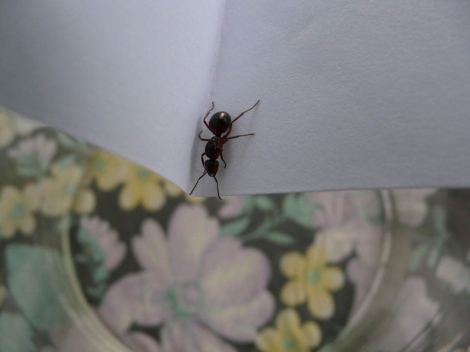 Ant nature red wood ant