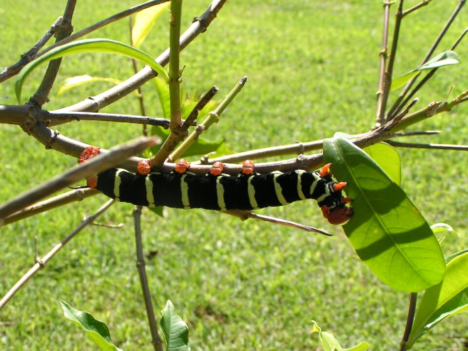 Caterpillar nature garden