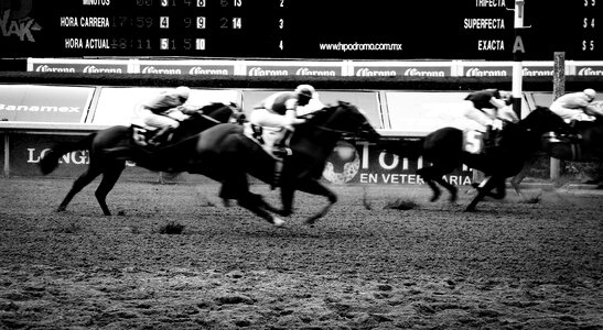 Racing track horse photo