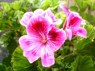 Violet purple garden