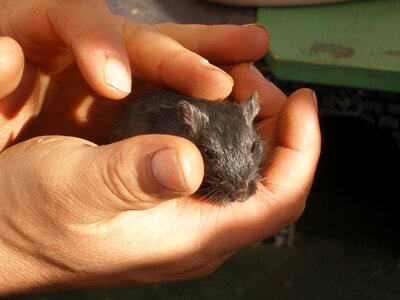 Mouse stroke animal