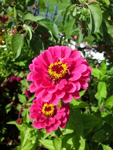 Red pink yellow