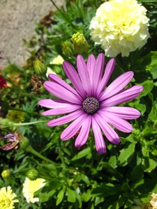 Purple nature spring