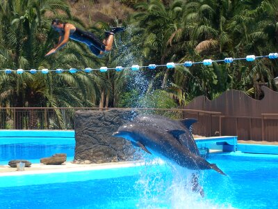 Flying animal stunt