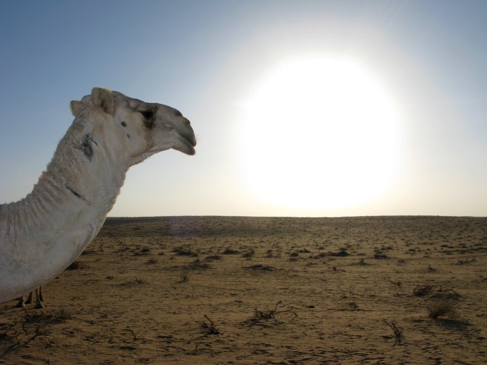 Saudi arabia desert camel