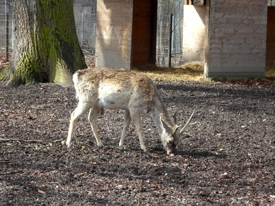 Roe deer hirsch animal
