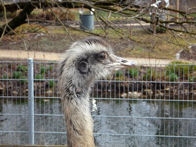 Flightless bird bill head