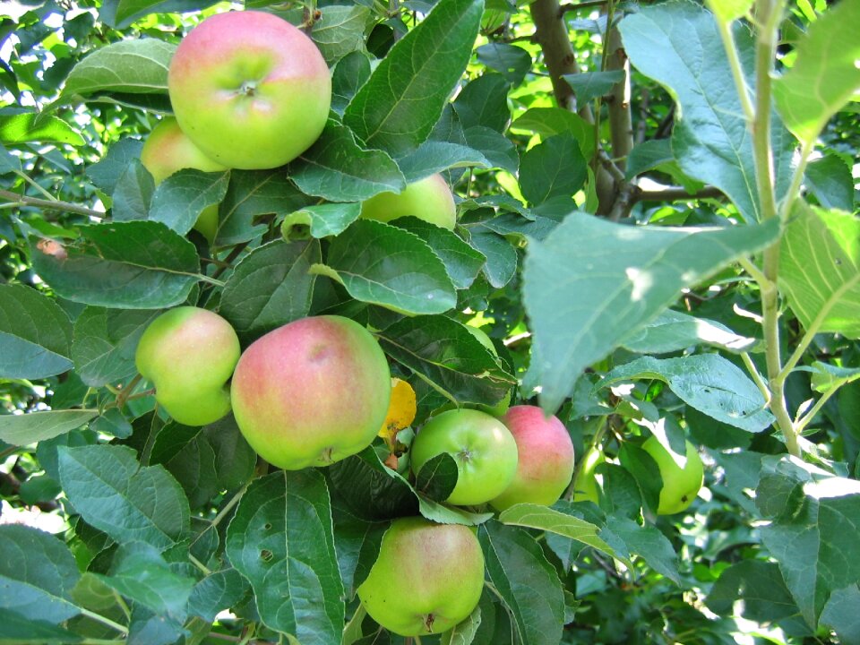 Summer organic healthy