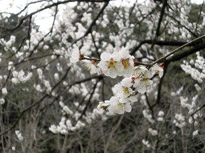 Plum blossoms white flowers spring