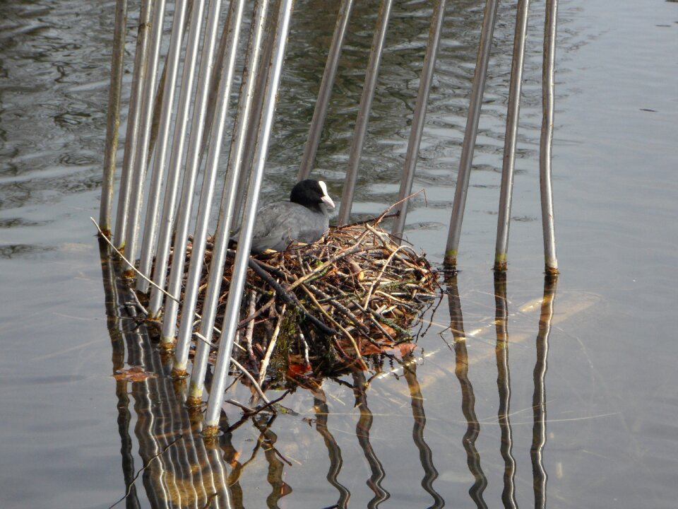 Swim water waterfowl