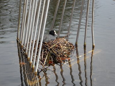Swim water waterfowl