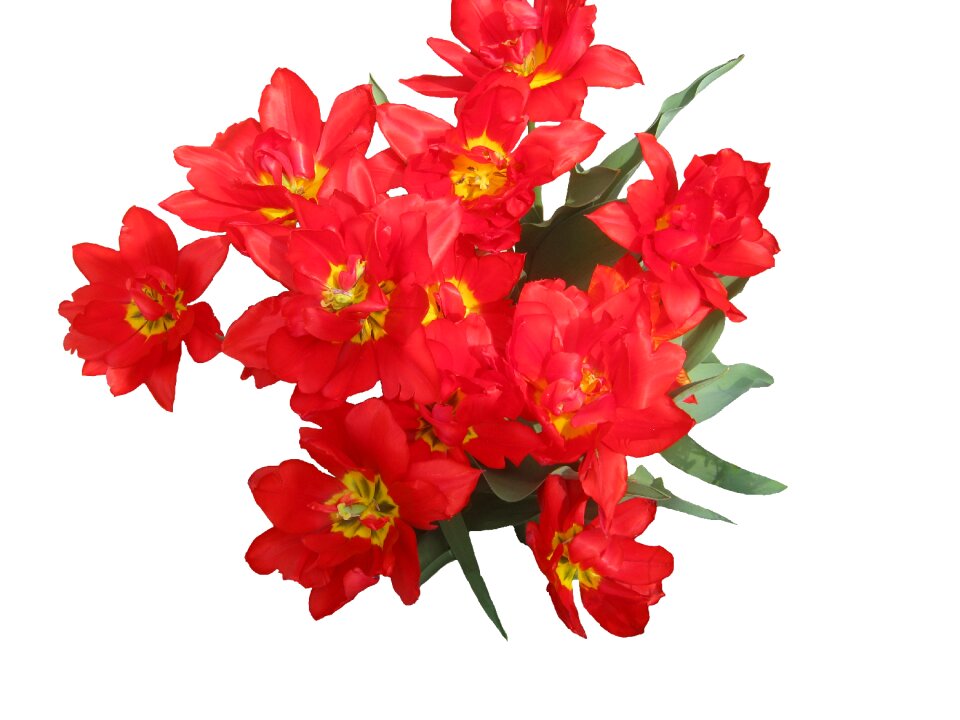 Flowers flora bouquet