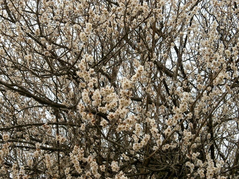 White flowers spring in full bloom