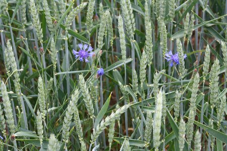 Grain arable agriculture