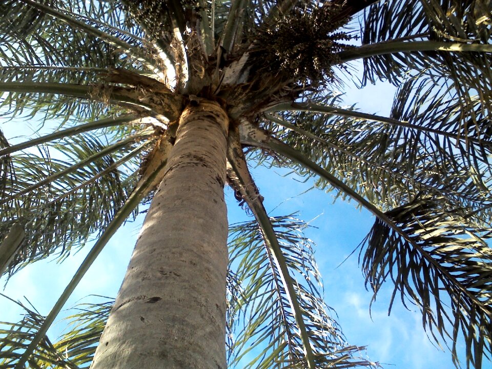 Palm tree sky leaves