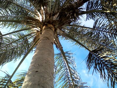 Palm tree sky leaves photo