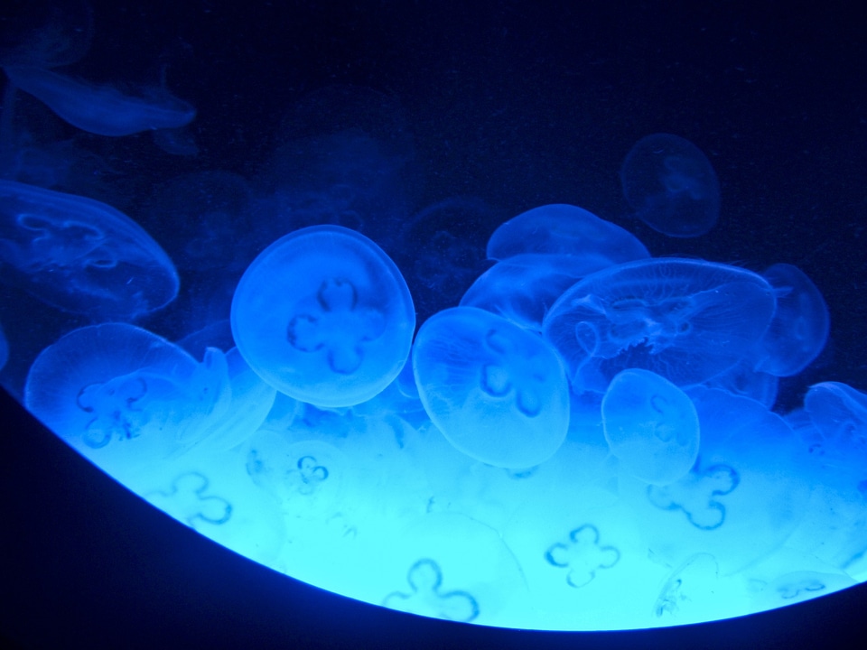Underwater diving sea