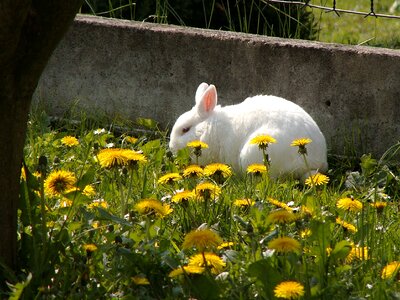 Animal spring dandelions