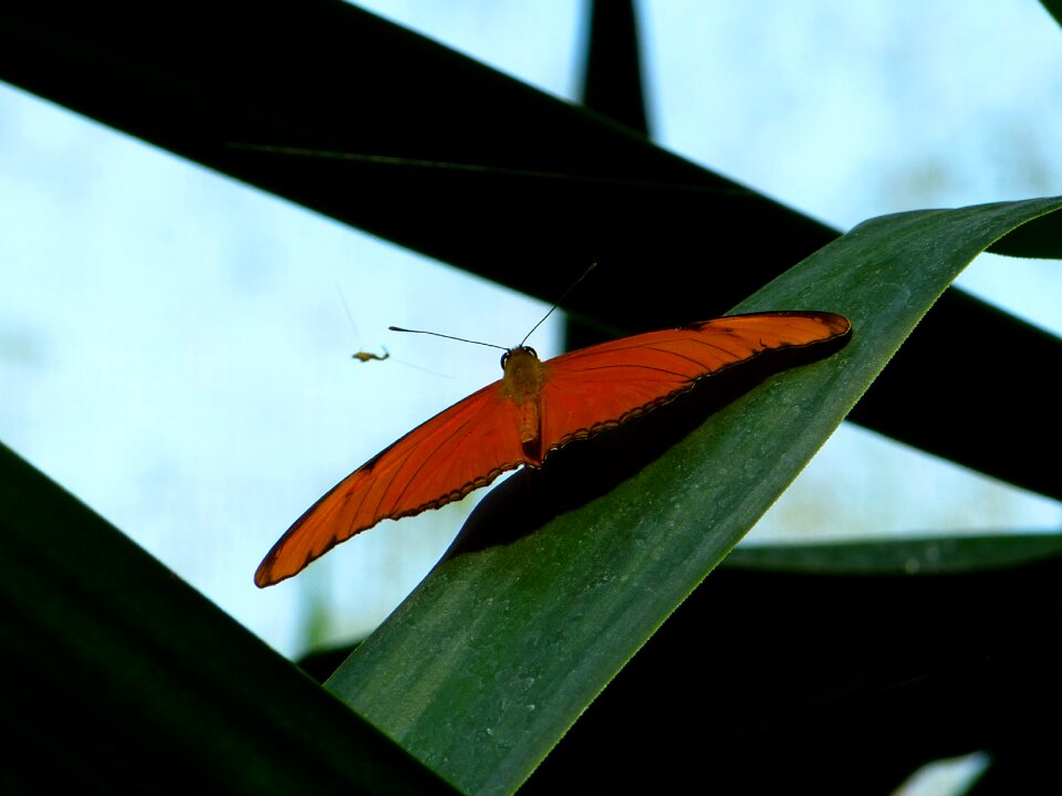 Animal insect julia butterfly