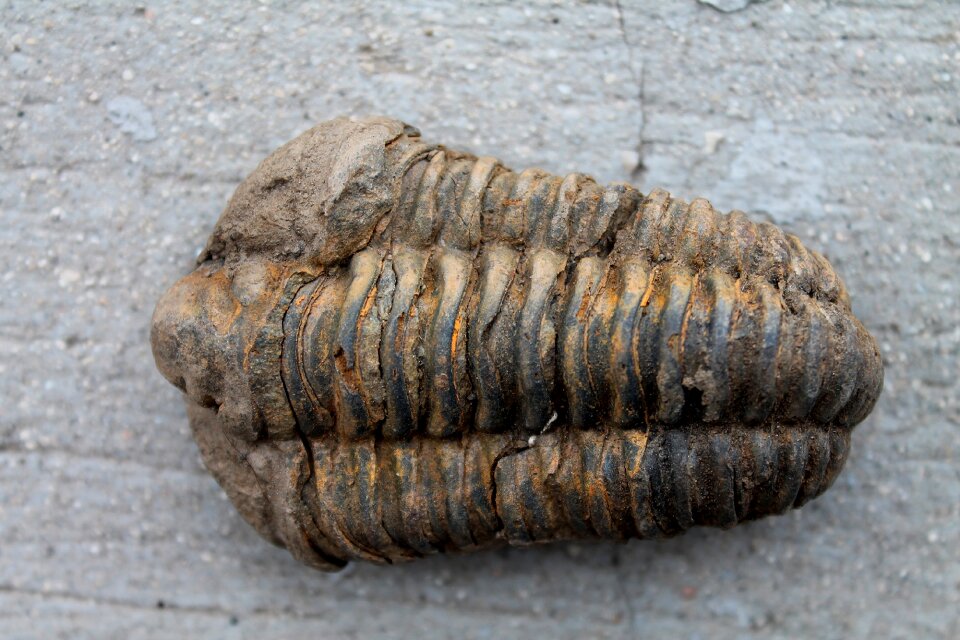 Fossils arthropods extinct