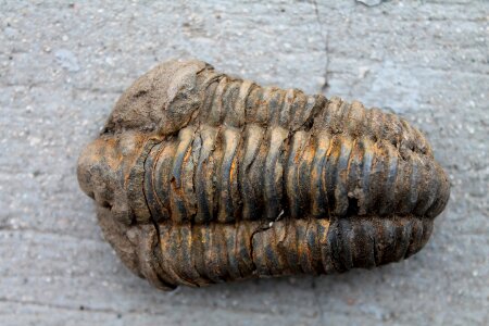 Fossils arthropods extinct