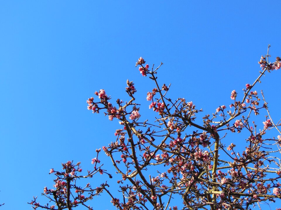 Pink shrubs flowers