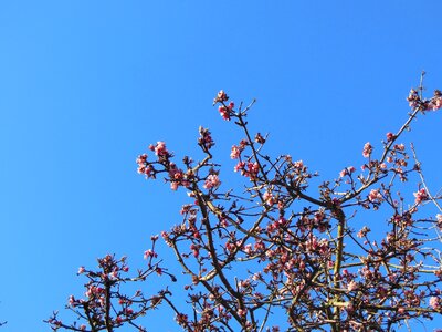 Pink shrubs flowers