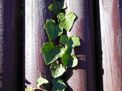 Ivy haired green