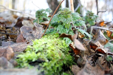 Stinging nettle plant forest floor