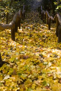 Down emerge leaves
